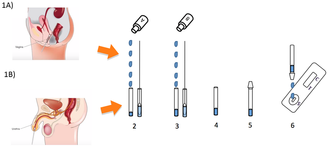 Klamydiatest til mænd og kvinder