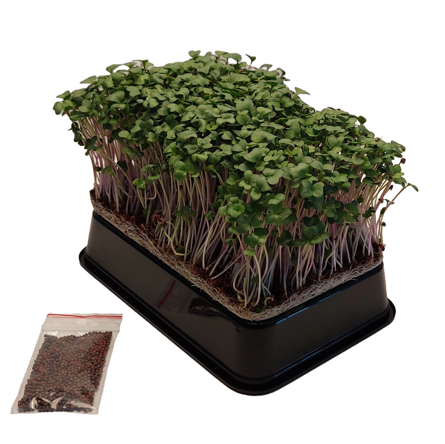 Broccoli Calabrese spire-pakke - Mikrogrønt - dyrk selv