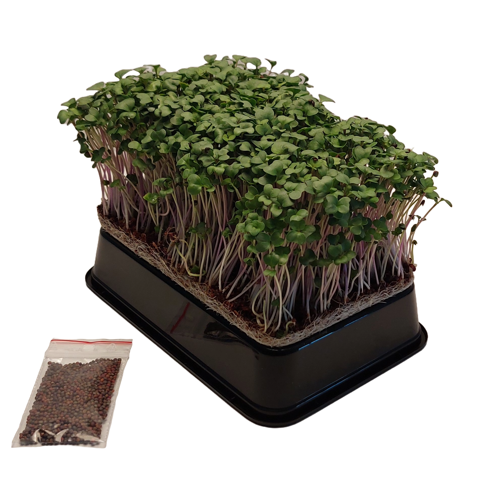 Broccoli Calabrese spire-pakke - Mikrogrønt - dyrk selv